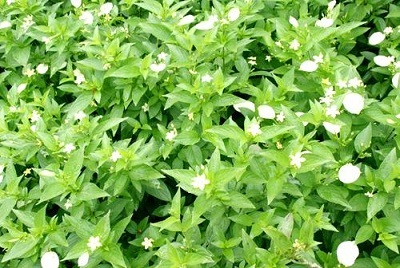Ecopark sắc xanh tràn ngập mọi góc nhìn - 13 Ecopark sắc xanh tràn ngập mọi góc nhìn - 13