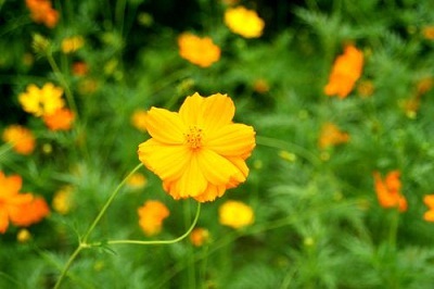 Ecopark sắc xanh tràn ngập mọi góc nhìn - 14 Ecopark sắc xanh tràn ngập mọi góc nhìn - 14