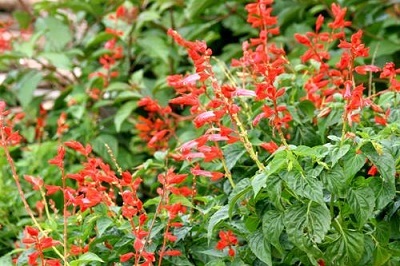 Ecopark sắc xanh tràn ngập mọi góc nhìn - 16 Ecopark sắc xanh tràn ngập mọi góc nhìn - 16