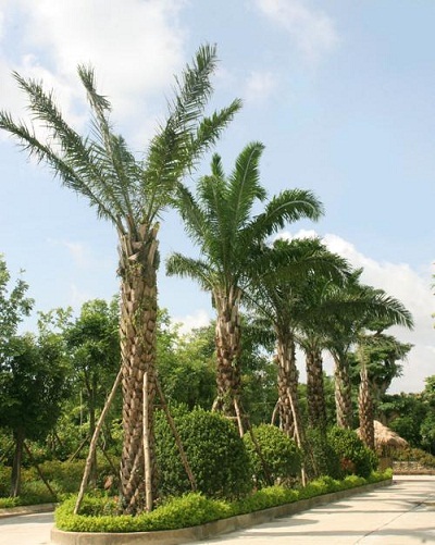 Ecopark sắc xanh tràn ngập mọi góc nhìn - 2 Ecopark sắc xanh tràn ngập mọi góc nhìn - 2