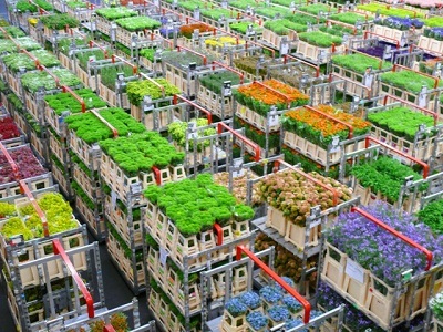 Hấp dẫn ngành Kinh doanh Hoa, rau, quả tại Việt Nam