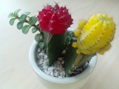 Clip trải nghiệm Q-Smart Miracle Pad - 1 Hình chụp cận cảnh trong nhà