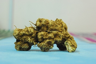 Cây thuốc quý Nần Vàng được tìm thấy như thế nào?