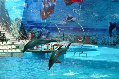 Biểu Diễn Cá Heo