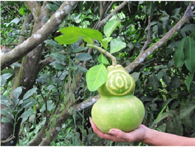 Hàng "độc" ngày Tết: Dưa hấu Long Phụng 3 triệu đồng/cặp - 1 Hàng độc ngày Tết: Dưa hấu Long Phụng 3 triệu đồng/cặp