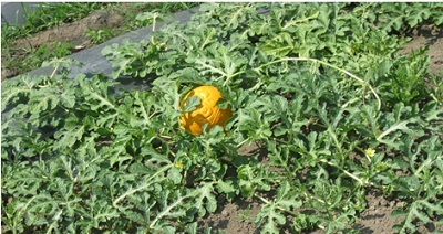 Hàng "độc" ngày Tết: Dưa hấu Long Phụng 3 triệu đồng/cặp - 4 Dưa hấu Long Phụng.