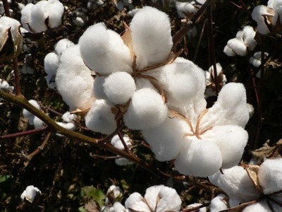 Cotton-Silk: Đột phá mới cho Quý ông thêm lịch lãm nơi công sở - 1 Cây bông là nguyên liệu chính tạo nên chất liệu Cotton thiên nhiên.