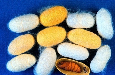 Cotton-Silk: Đột phá mới cho Quý ông thêm lịch lãm nơi công sở - 2 Kén tằm là nguyên liệu chính tạo nên chất liệu vải tơ tằm độc đáo.