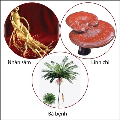 3 thảo mộc dành cho quý ông - 1 3 thảo mộc dành cho quý ông
