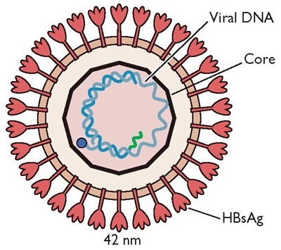 Phát động cuộc thi “Tìm hiểu bệnh viêm gan B”