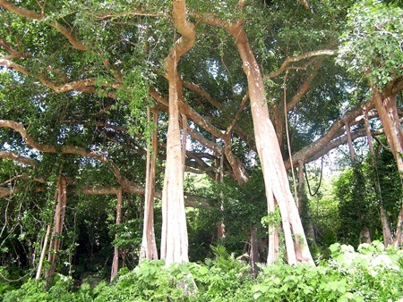 Tự tin lặn xuống đáy đại dương