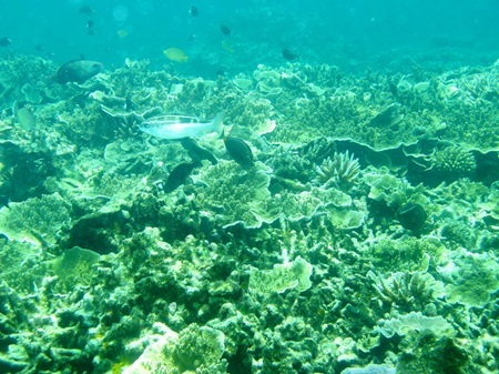 Tự tin lặn xuống đáy đại dương