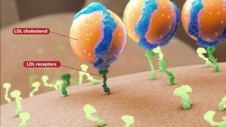 Cao huyết áp tấn công người gầy - 2 GDL-5 giúp receptor tế bào hoạt động tốt, đưa cholesterol vào các
mô và cơ quan một cách hiệu quả.