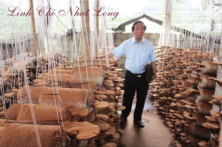 Đột quỵ não do tăng huyết áp - 3 TƯ VẤN VỀ BỆNH CAO HUYẾT ÁP VÀ NẤM LINH CHI