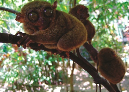 Hành trình di sản ở Manila - Bohol - Cebu - 3 Loài linh trưởng Tarsiers