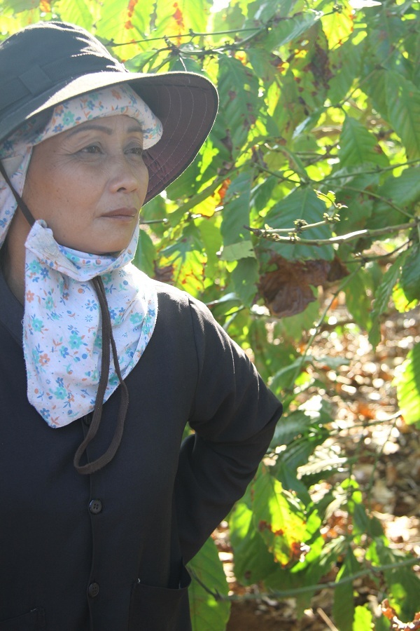 Hỏi về cây cà phê, bác Nguyễn Đăng Hữu, người