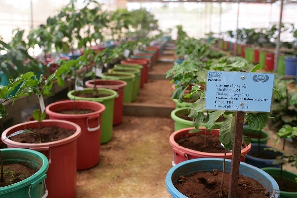 Hỏi về cây cà phê, bác Nguyễn Đăng Hữu, người