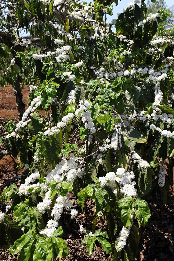 Hỏi về cây cà phê, bác Nguyễn Đăng Hữu, người