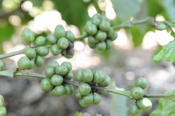 Hỏi về cây cà phê, bác Nguyễn Đăng Hữu, người