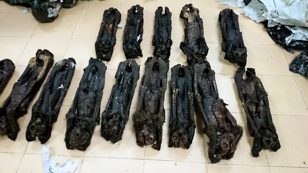 Hà Nội: Phát hiện 20 cá thể linh trưởng sấy khô trên xe khách - 2 Số cá thể linh trưởng sấy khô phát hiện trên xe khách.