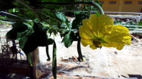 Đơm hoa kết trái.