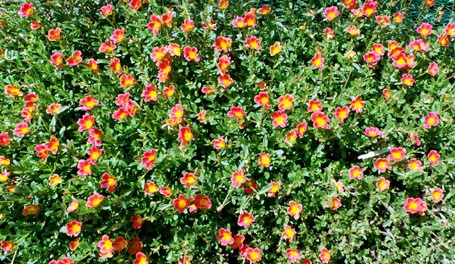 Các loài hoa đua nhau khoe sắc.