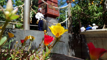 Mong manh nhưng rắn rỏi, những cây hoa mười giờ
đã thích nghi tốt với khí hậu nơi biển đảo.