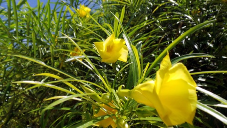 Nhiều loài cây, loài hoa mang ra từ đất liền
cũng nhanh chóng trưởng thành, khoe sắc.