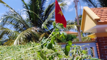 Những mầm xanh vươn lên mạnh mẽ giữa nắng rát
quanh năm, gió biển mặn chát.