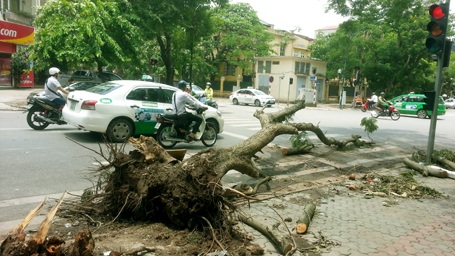 Hà Nội ngổn ngang gỗ và cây - 3 Cây đổ ra đường trên phố Quang Trung đã được cưa khúc nhưng bị bỏ lại dưới lòng đường.