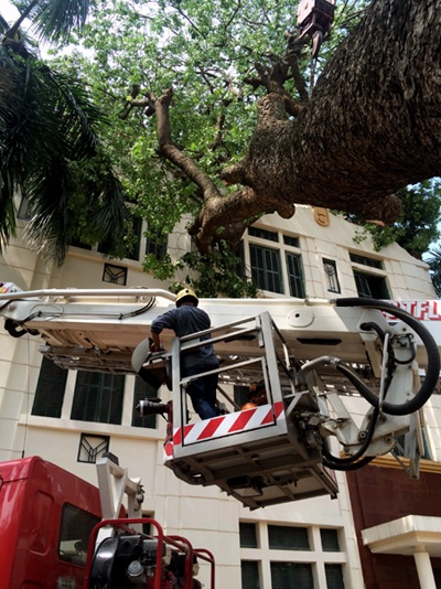 Hà Nội ngổn ngang gỗ và cây - 9 Một cây lớn chắn toàn bộ vườn hoa và vỉa hè phố Trần Nhân Tông chưa được cắt dọn.