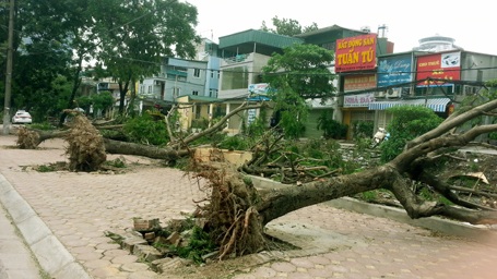 Hà Nội ngổn ngang gỗ và cây - 11 Ba cây xanh xếp hàng trên vỉa hè phố Thái Hà.