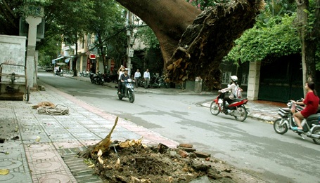 Hà Nội: Cây phượng bật gốc, nằm chênh vênh trên nóc nhà xe - 2 May mắn, cây phượng không đổ ra đường.