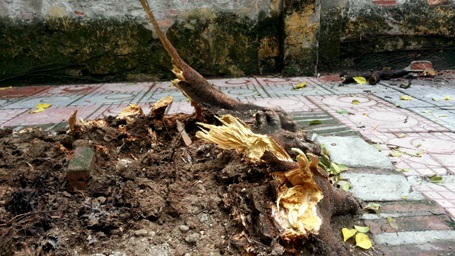 Hà Nội: Cây phượng bật gốc, nằm chênh vênh trên nóc nhà xe - 3 Phần rễ tươi duy nhất giữ cho cây đứng vững và phát triển trước đó.