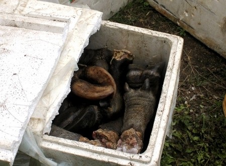 3 tạ chân trâu thối trên xe khách chất lượng cao - 2