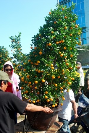 Hối hả mang xuân về nhà - 1 Hối hả mang xuân về nhà - 1