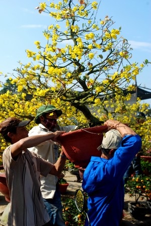 Hối hả mang xuân về nhà - 3 Hối hả mang xuân về nhà - 3