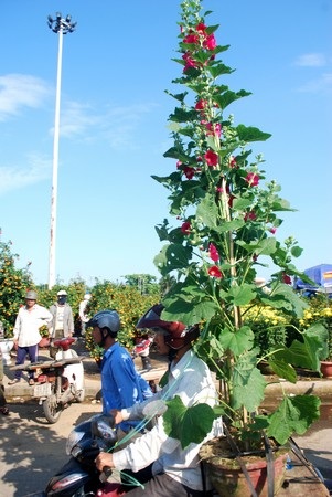 Hối hả mang xuân về nhà - 5 Hối hả mang xuân về nhà - 5