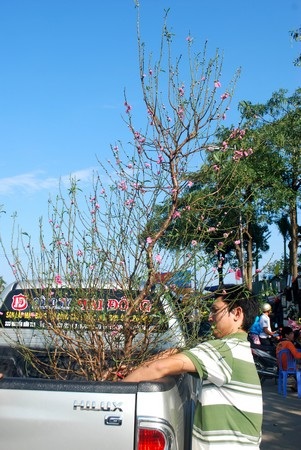 Hối hả mang xuân về nhà - 11 Hối hả mang xuân về nhà - 11