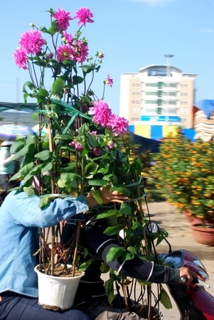 Hối hả mang xuân về nhà - 9 Hối hả mang xuân về nhà - 9