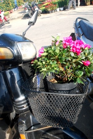 Hối hả mang xuân về nhà - 13 Hối hả mang xuân về nhà - 13