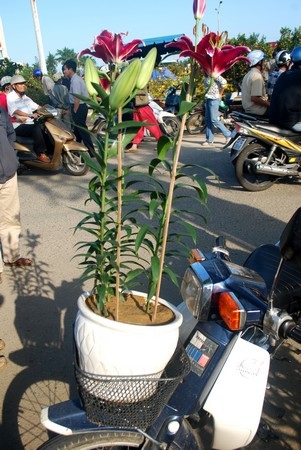 Hối hả mang xuân về nhà - 12 Hối hả mang xuân về nhà - 12