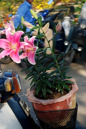 Hối hả mang xuân về nhà - 15 Hối hả mang xuân về nhà - 15