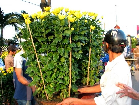 Hối hả mang xuân về nhà - 2 Hối hả mang xuân về nhà - 2