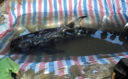 Một con cá voi liên tục dạt vào bờ - 1