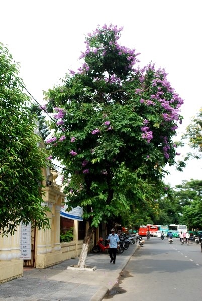Bình yên bằng lăng tím Hội An - 1 Bình yên bằng lăng tím Hội An - 1