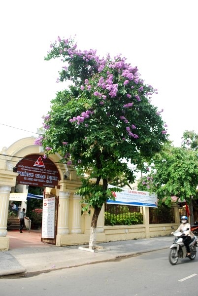 Bình yên bằng lăng tím Hội An - 3 Bình yên bằng lăng tím Hội An - 3