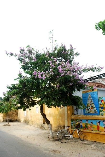 Bình yên bằng lăng tím Hội An - 6 Bình yên bằng lăng tím Hội An - 6