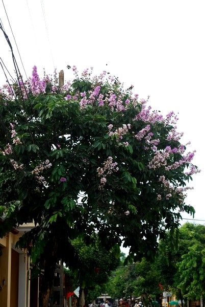 Bình yên bằng lăng tím Hội An - 7 Bình yên bằng lăng tím Hội An - 7