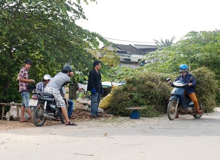 Cây cà gai leo được người dân tập kết để bán cho thương lái